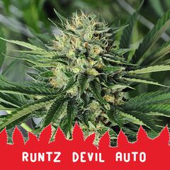 Runtz Devil Auto, Фасовка: 10